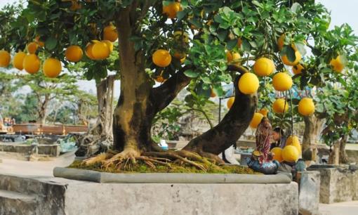 Bưởi cảnh trồng trong nhà sẽ đem đến sự giàu có và thịnh vượng, thực tế có đúng như vậy?