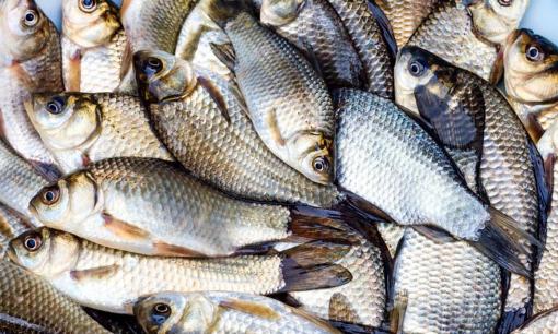 Người thành phố 'săn lùng' món cá xưa chỉ người nghèo mới ăn, nay giá 110.000 đồng/kg vẫn cháy hàng 