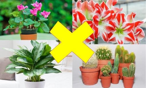 Loại cây có cho tiền cũng tuyệt đối không rước vào nhà, hoa nở người héo, thu dọn nhanh còn kịp!