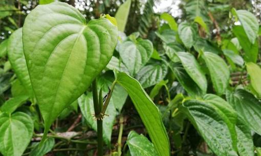 Loại lá mọc đầy bờ rào lại là 'thần dược' trong mọi bài thuốc, đặc biệt là trị nám và viêm phụ khoa