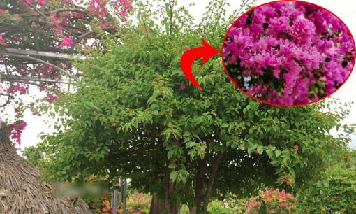 Trồng hoa giấy tốt lá không hoa hóa ra là phạm những đại kỵ này 