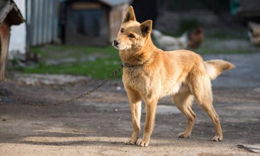 Người xưa có câu: “Không sợ ma khóc, chỉ sợ chó hú”. Câu này có ý nghĩa gì? 