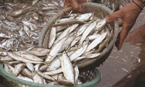 Loại cá ngày xưa chỉ người nghèo mới ăn hóa ra cực giàu omega 3 và canxi, ra chợ gặp nhớ mua ngay 