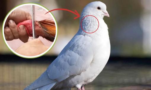 Cách làm thịt chim bồ câu có giống như việc cắt tiết gà và vịt?