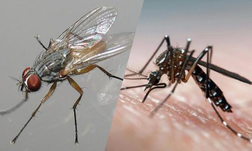 Mùa đông thường rất ít ruồi muỗi, nguyên nhân thực sự là gì?