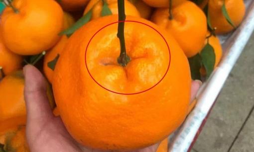 Mẹo chọn quýt ngon, ngọt rất đơn giản nhưng không phải ai cũng biết, chỉ cần nhìn vào 3 điểm đảm bảo chính xác