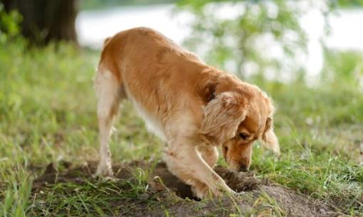 Chó có thể đoán trước được cái chết của chính mình, nếu thấy 6 dấu hiệu này bạn hãy chuẩn bị sẵn sàng