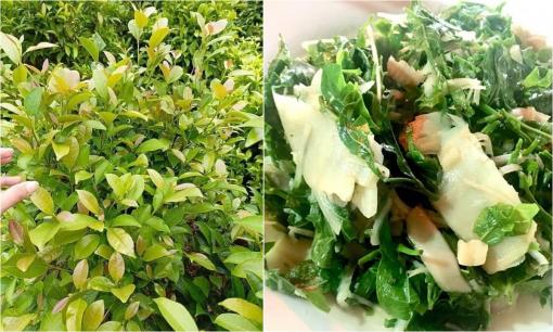 Rau này trước đây toàn nhổ vứt đi hoặc cho trâu ăn, nay thành đặc sản lạ với dân thành phố, có giá lên tới 70.000 đồng/kg
