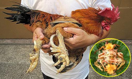 Gà 'tiến vua' đắt nhất nhì Việt Nam, càng gần Tết càng được săn lùng, giá 40 triệu/con cũng cháy hàng