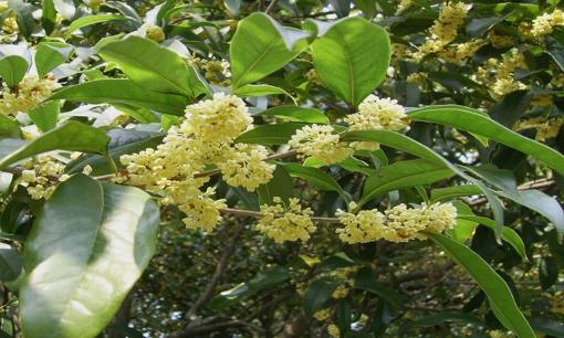 Cây 'đẻ' ra tiền thật, hợp 5 mệnh, trồng một cây trước nhà, con cháu chỉ việc hưởng giàu sang, phú quý