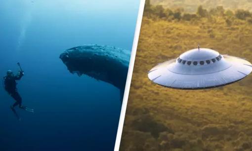 Cuộc trò chuyện đầu tiên giữa con người với cá voi. Đây có thể là tiền đề để tiếp xúc với người ngoài hành tinh