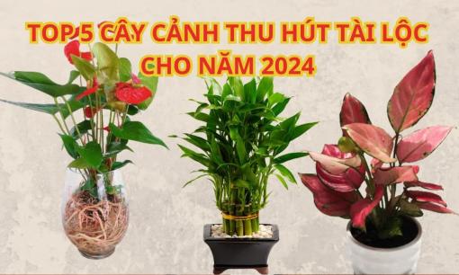 5 loại cây phong thủy cực tốt cho năm 2024, rinh một cây về nhà cũng đủ cả năm hưởng giàu sang, phúc lộc