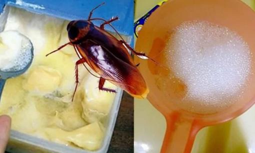 Thủ thuật đuổi gián, kiến ​​và muỗi không còn sống trong nhà! Không ngờ nó có hiệu quả 100% mà nhiều người không biết