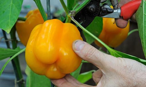 Ớt chuông quả 'đực' hay quả 'cái' ngon hơn? Mẹo từ người trồng để chọn được ớt chuông chất lượng nhất