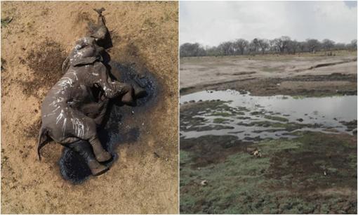 Hơn 100 con voi chết trong công viên Zimbabwe khi chúng tuyệt vọng đi tìm nước uống