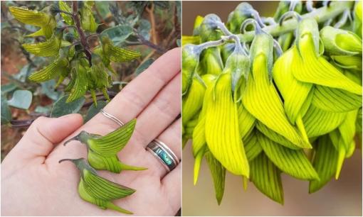 Chiêm ngưỡng loài hoa được gọi là 'chim', vừa xinh đẹp lạ lùng lại còn làm dược liệu khá tốt 
