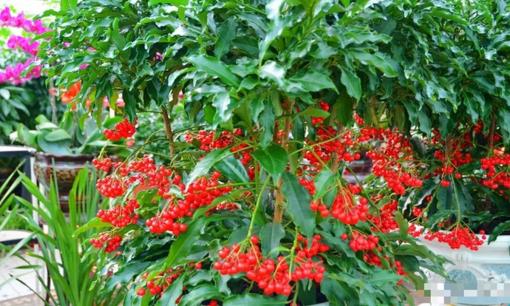 Trồng loại cây cảnh này như rước 'kho vàng' vào nhà, biết chăm sóc cả năm đón tài lộc, cát tường