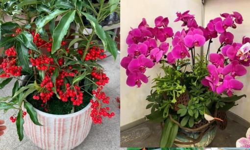 Chọn hoa, cây cảnh nào phù hợp để mừng tân gia, mừng thọ, khai trương... ?