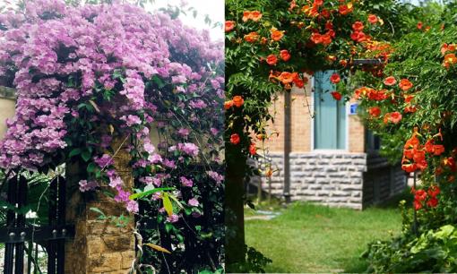 Hoa lan tỏi và hoa đăng tiêu đẹp rực rỡ, có nên trồng trước nhà? 