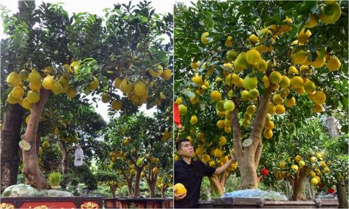 Bonsai trăm trái 'đổ bộ' TP.HCM đón Tết nguyên đán, giá lên tới 80 triệu vẫn nườm nượp khách tới xem