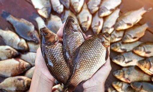 Khi mua cá diếc, bạn nhớ phân biệt giữa cá diếc tự nhiên và cá diếc nuôi, đừng mua nhầm, nếu không thịt sẽ có mùi tanh