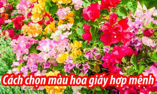 Thầy phong thủy chỉ cách chọn màu hoa giấy hợp mệnh, giúp gia chủ tài lộc vượng phát gấp đôi