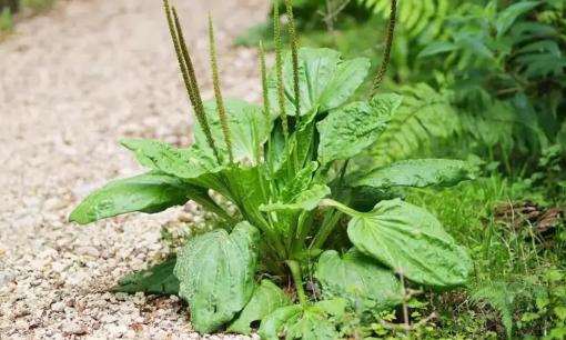 Loại cỏ dại mọc ven đường là 'thần dược' chống khuẩn và chống viêm, nó còn có 3 lợi ích khác mà nhiều người vẫn tiếc vì không biết sớm