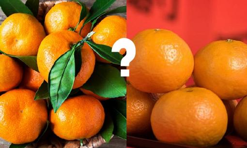 Quýt đường nên chọn loại có lá hay không có lá? Người trồng hoa quả lâu năm mách 5 điểm, đảm bảo quýt ngon ngọt