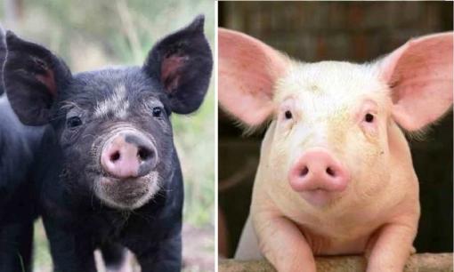 Khi mua thịt lợn nên chọn 'thịt lợn đen' hay 'thịt lợn trắng'? Có sự khác biệt lớn, chỉ người sành ăn mới hiểu 