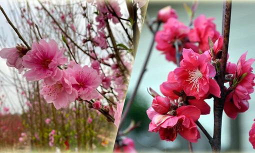 Phân biệt đào bích và đào phai, những loại đào nên mua để chưng ngày Tết