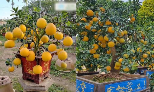 Bày bưởi cảnh và trưng quả bưởi trong dịp Tết cần tránh điểm này kẻo phạm 'đại kỵ' 