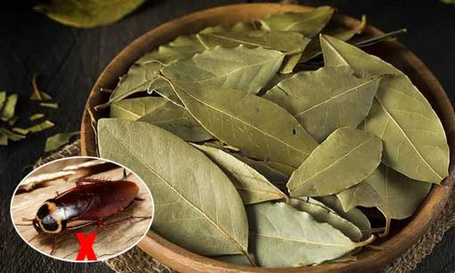 Đặt chiếc lá nhỏ này trong nhà, tất cả gián sẽ biến mất sau một đêm, nhiều người tiếc vì không biết sớm hơn!