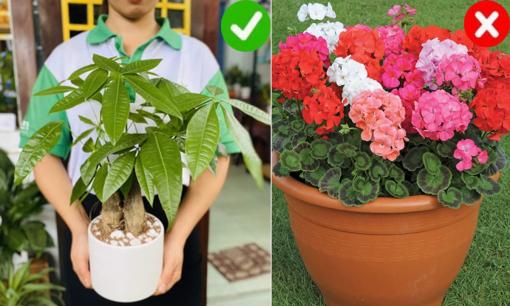 Gần Tết Nguyên Đán, đừng tặng  3 loại cây này kẻo biến bạn thành thù, tiền tài trôi sạch 