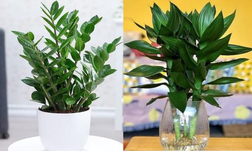 5 loại cây mang ý nghĩa tài lộc, có tên cực hay, rất thích hợp làm quà tặng ngày Tết 