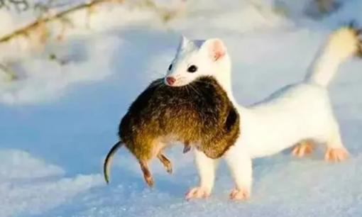 Xuất hiện 'quái vật ăn não' dài chưa đầy 20cm và ăn thịt 3.000 con chuột mỗi năm?