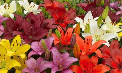 Trồng hoa gì trong dịp Tết? Ba loại “hoa phú quý” này vừa rực rỡ vừa thanh lọc không khí và dễ trồng