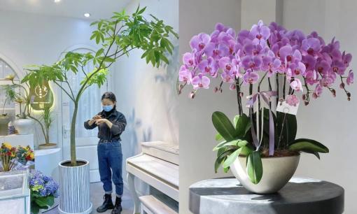 6 loại “hoa tài lộc” không cần trồng chậu lớn mà trồng trong chậu nhỏ cũng nở tung!