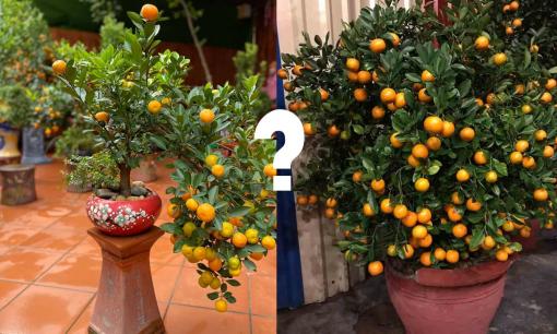 Đại kỵ khi chưng quất chơi Tết! Chọn quất bonsai hay quất thường để mang lại tài lộc, may mắn? 