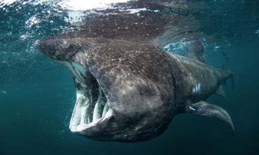 Xuất hiện xác 'thủy quái' dài 4,5m trên bãi biển, người dân hé lộ ảnh hiện trường chưa từng gặp trước đó