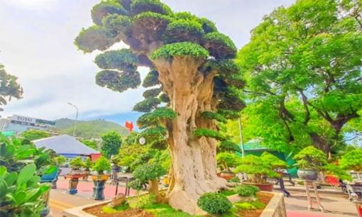 Chiêm ngưỡng cây duối 1000 năm tuổi độc nhất vô nhị tại Việt Nam, được trả 23 tỷ đồng vẫn không bán