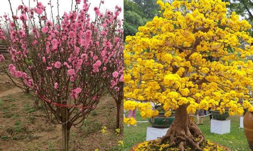 Tại sao lại mua đào, mai, quất trang trí ngày Tết mà không phải loại cây cảnh khác? 
