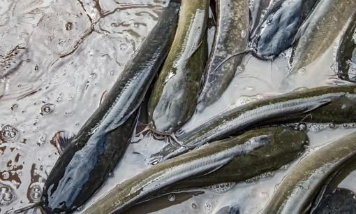 Khi mua cá trước và sau Tết, người hiểu biết chắc chắn sẽ không mua 4 loại cá này vì chúng có chứa kim loại nặng