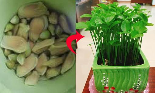 Trồng chậu cây từ hạt chanh đón Tết Nguyên Đán: Vừa làm cảnh lại thơm nức nhà