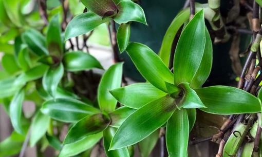 Người xưa nói cây này quý hơn vàng, trồng 1 cây cũng đủ giàu có, sung túc, lại là 'thần dược' trường thọ