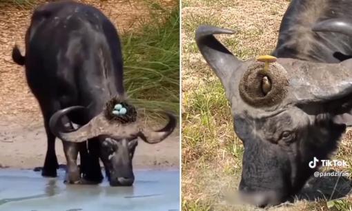 Chim làm tổ và đẻ trứng trên đầu trâu, ai nhìn cũng 'choáng váng'