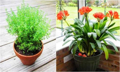 Muốn tiền bạc ào ào chảy vào nhà, hãy đặt 5 cây này trong bếp, đảm bảo chiêu tài đón lộc may mắn đầu năm