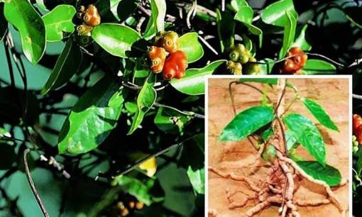 Ba kích là gì mà nhiều quý ông lại thích sử dụng đến vậy? Đối tượng nào không nên sử dụng ba kích?