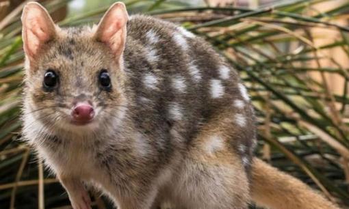 Loài động vật ăn thịt giao phối cho đến khi chết mới thôi! Tại sao lại lạ vậy?