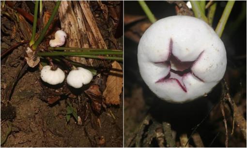 Xuất hiện loài cây mang vẻ đẹp độc nhất vô nhị, là loài thực vật mới của thế giới được phát hiện tại Việt Nam