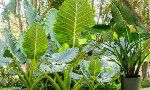 Đón năm Giáp Thìn 2024 nhất định phải trồng một cây này trong nhà, vừa làm sạch không khí lại tăng tài vận cho gia chủ